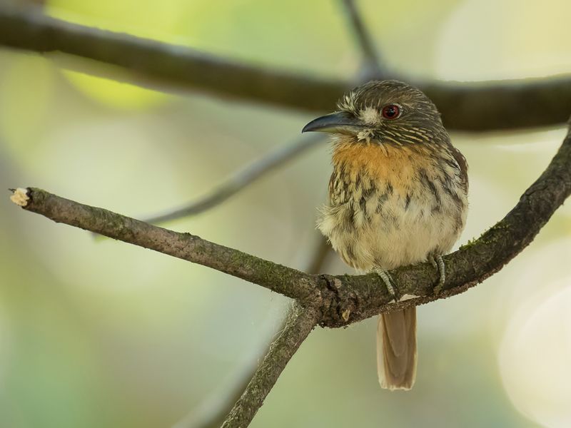 White-whiskered Puffbird