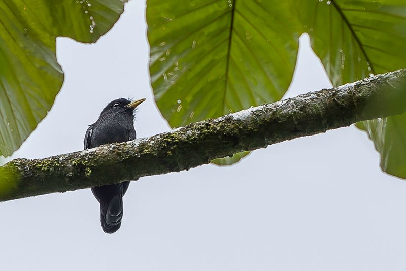 Yellow-billed Nunbird