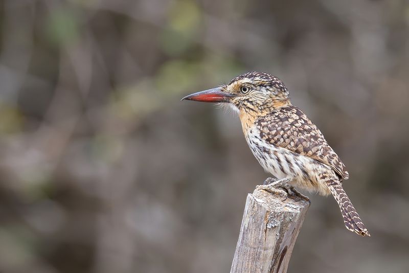 Spot-backed Puffbird