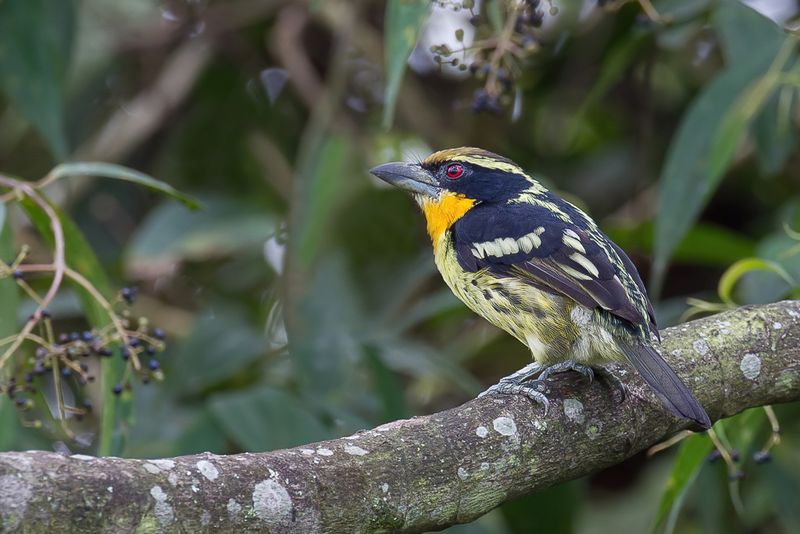 Gilded Barbet (m)