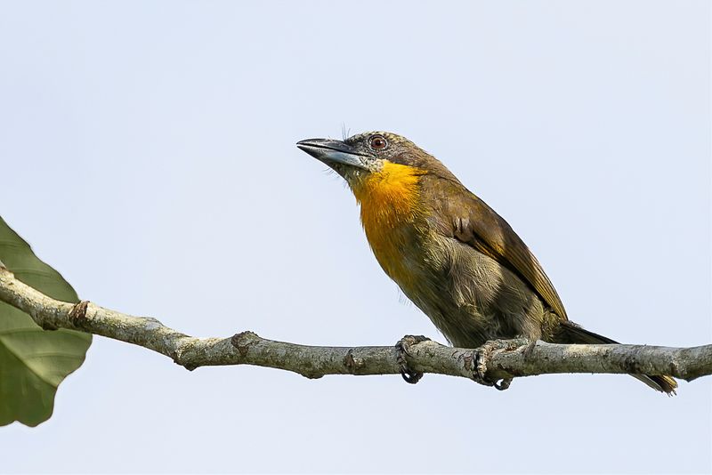 Scarlet-crowned Barbet (f)