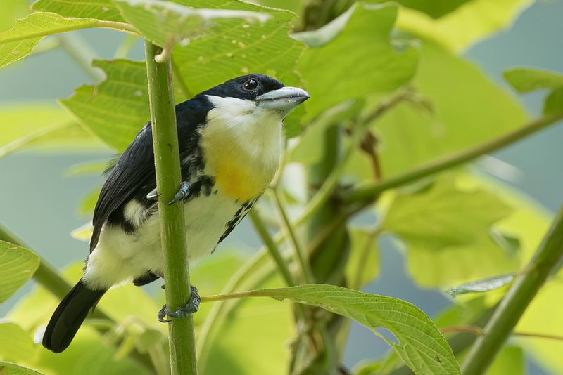 Spot-crowned Barbet (m)
