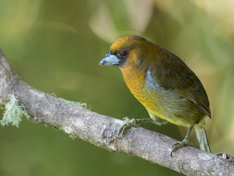 Prong-billed Barbet