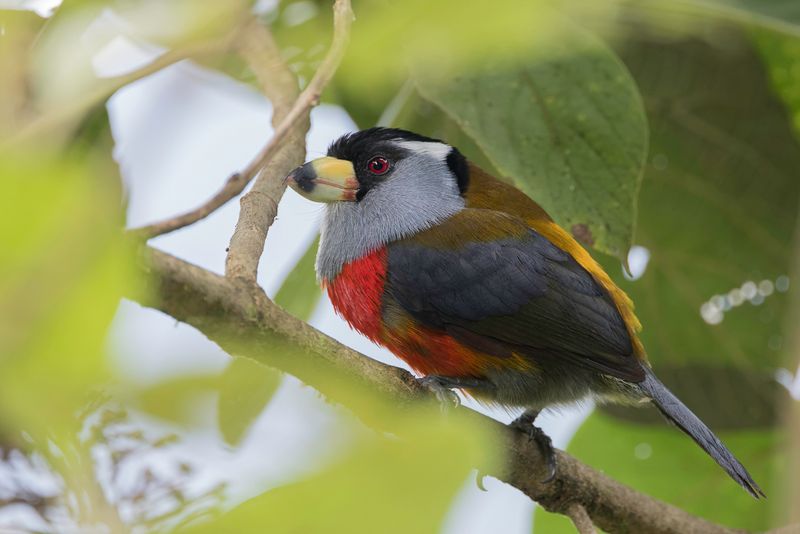 Toucan Barbet