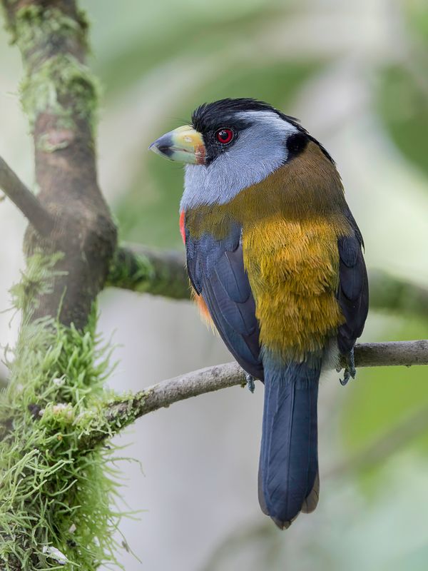 Toucan Barbet