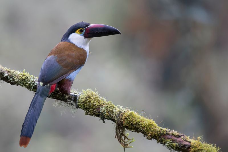 Black-billed Mountain Toucan