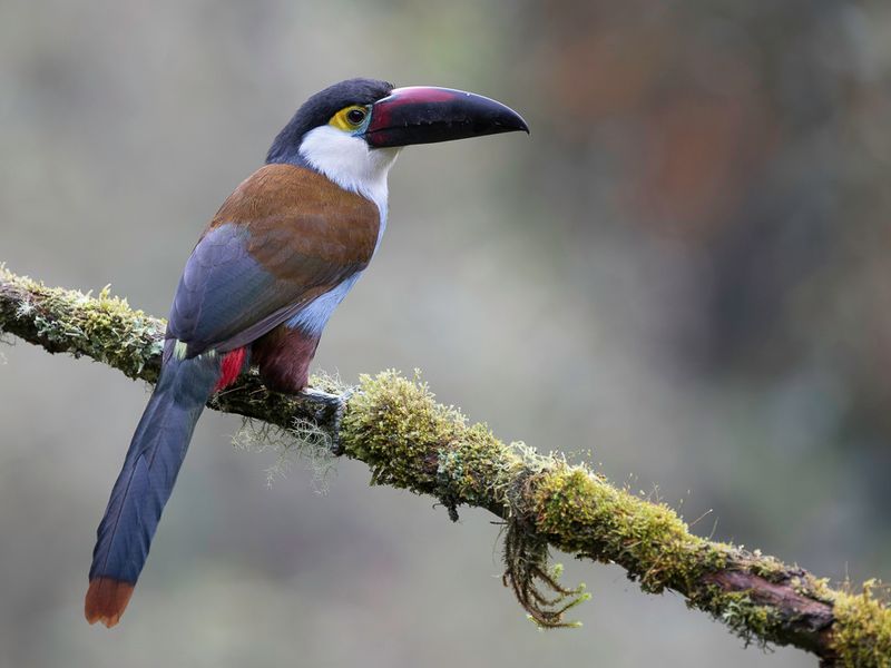 Black-billed Mountain Toucan