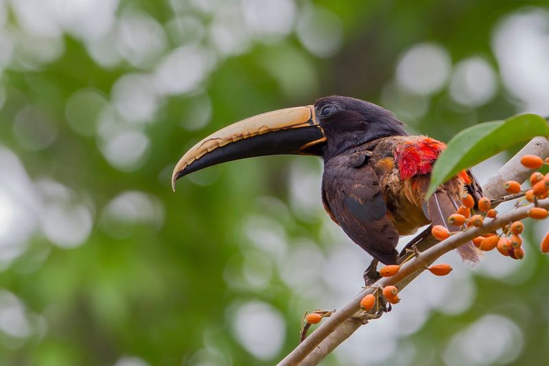Black-necked Aracari