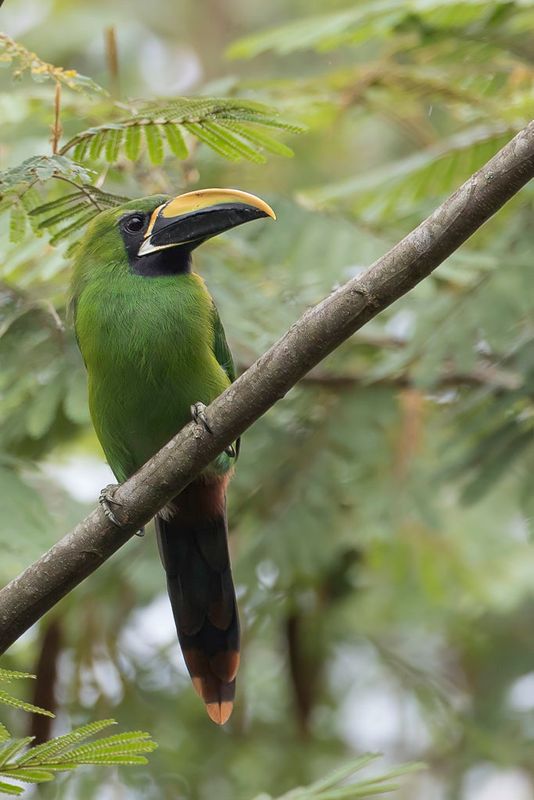 Southern Emerald Toucanet 
