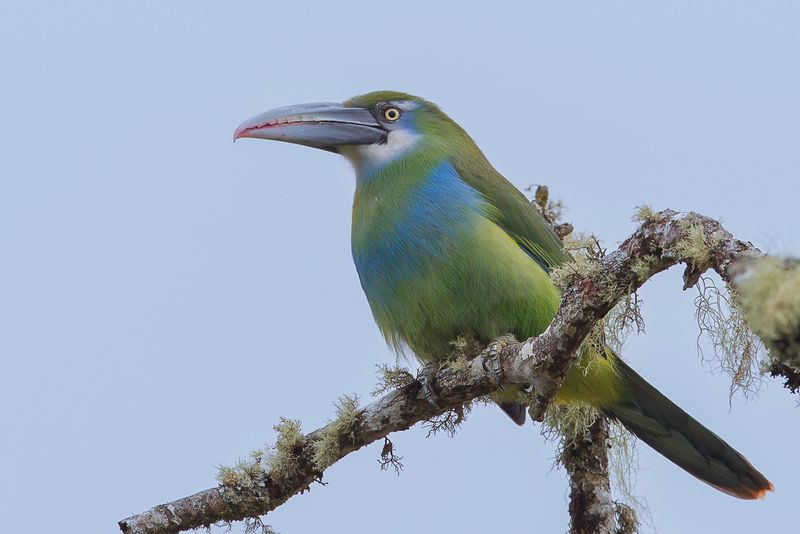 Blue-banded Toucanet