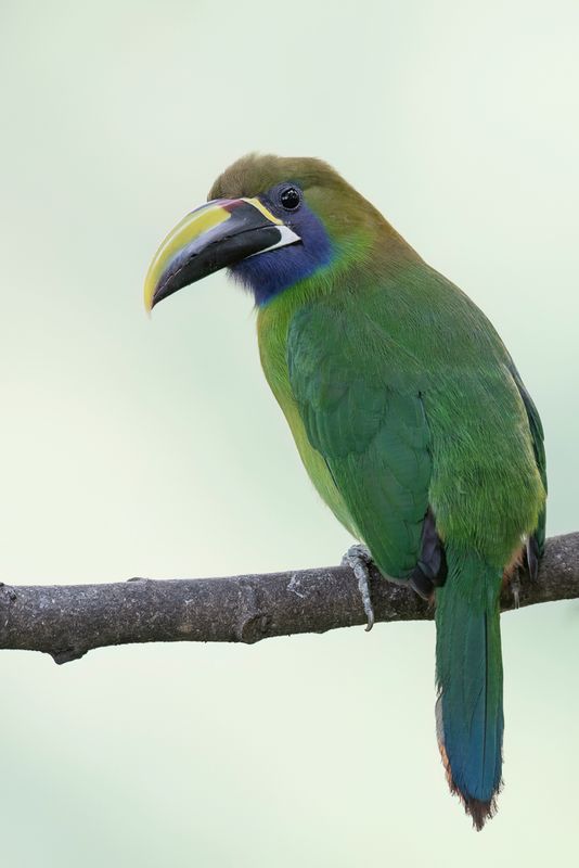 Northern Emerald Toucanet - Smaragdarassari - Toucanet meraude