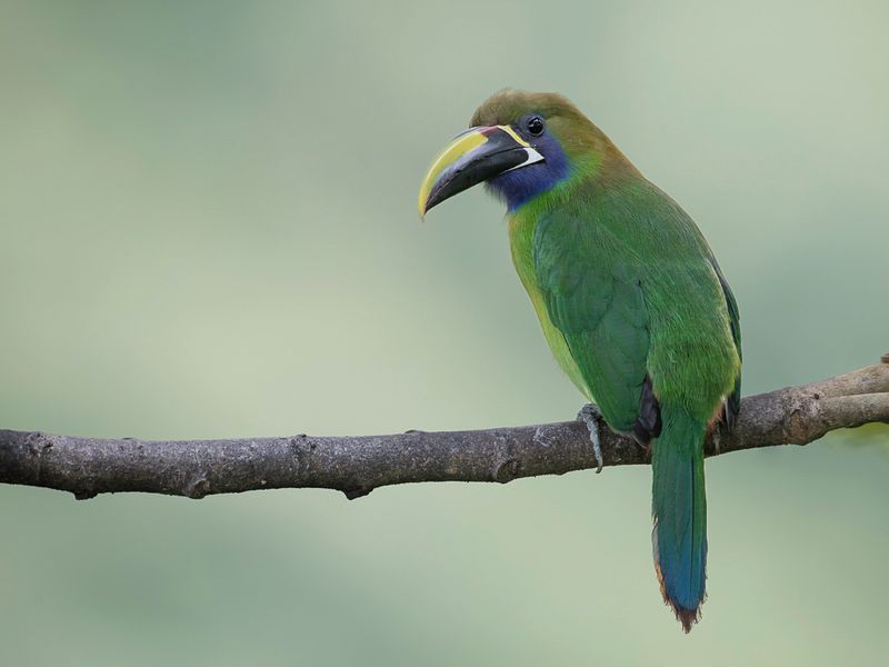 Northern Emerald Toucanet - Smaragdarassari - Toucanet meraude