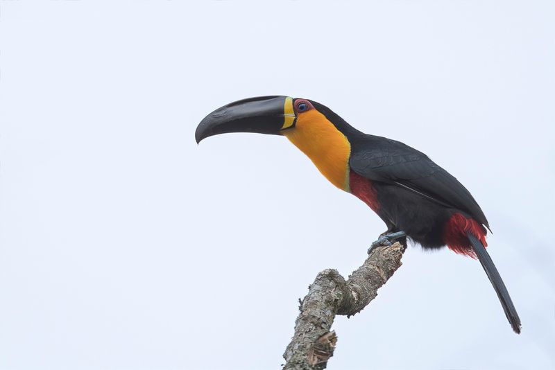 Channel-billed Toucan