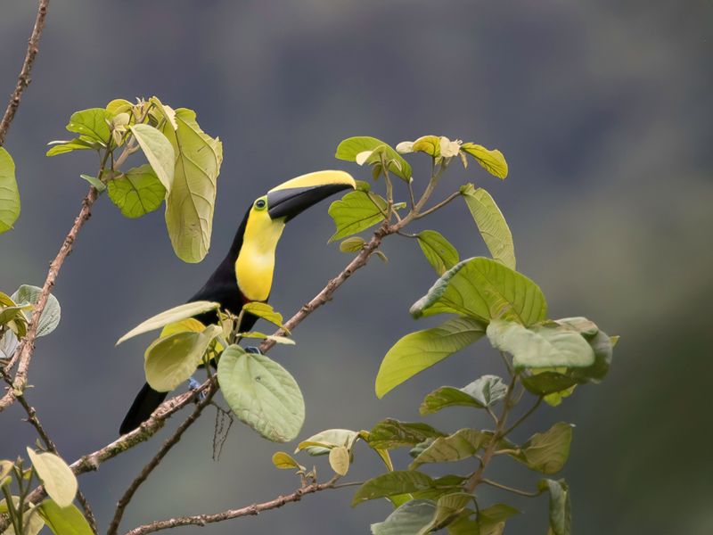 Choco Toucan