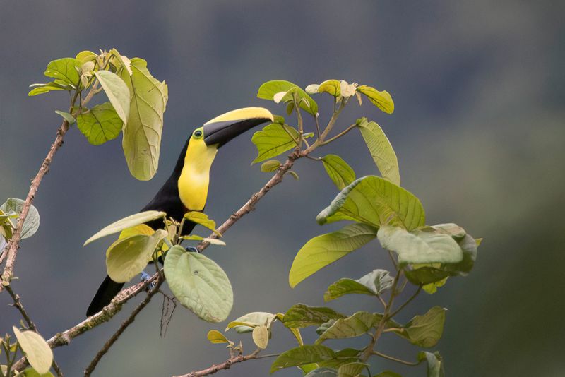Choco Toucan