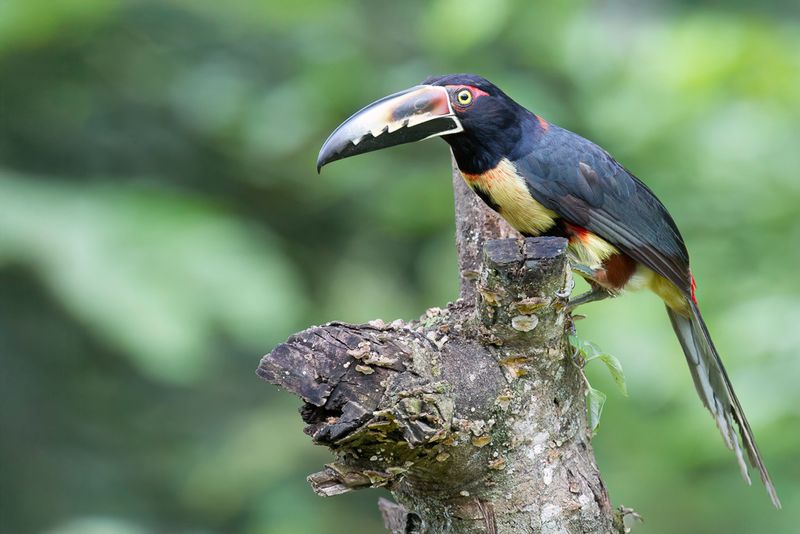Collared Aracari