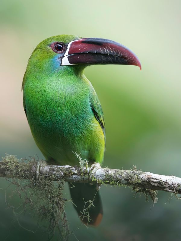 Crimson-rumped Toucanet