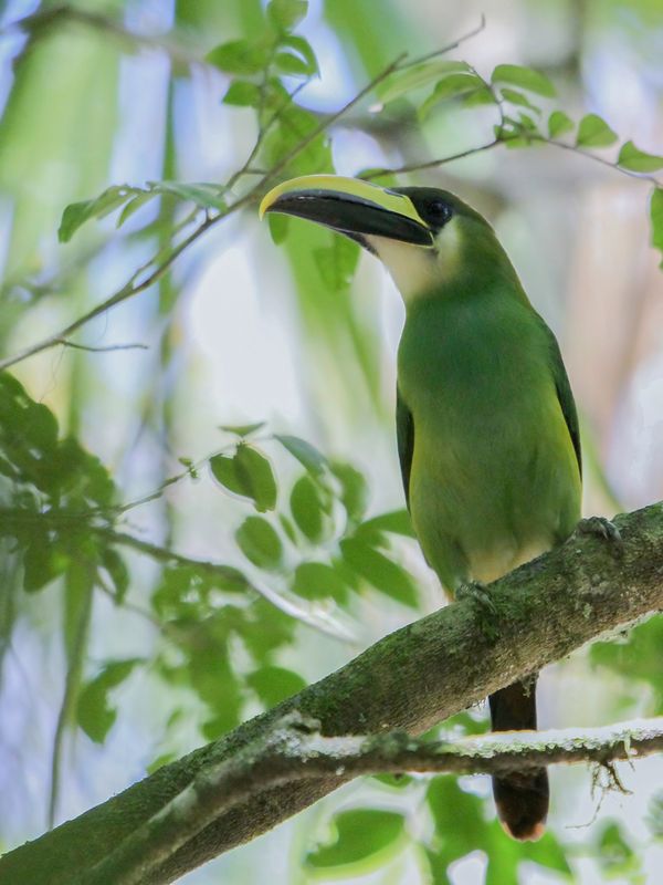Northern Emerald Toucanet - Smaragdarassari - Toucanet meraude