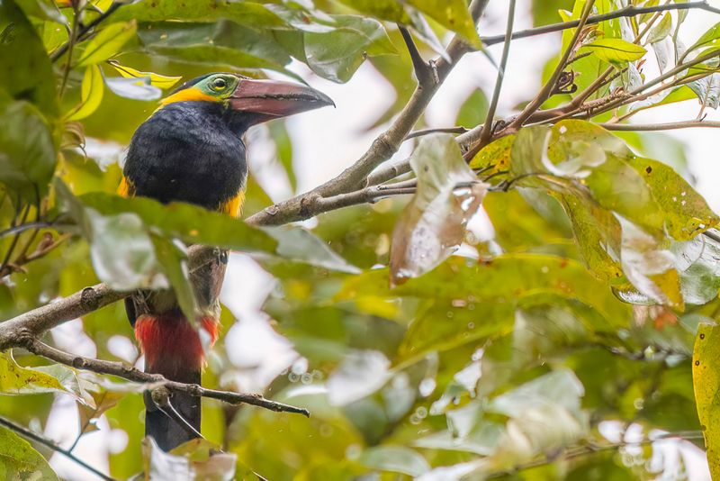 Golden-collared Toucanet