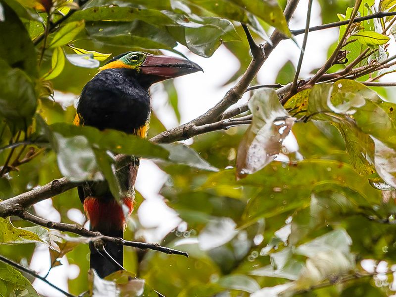 Golden-collared Toucanet