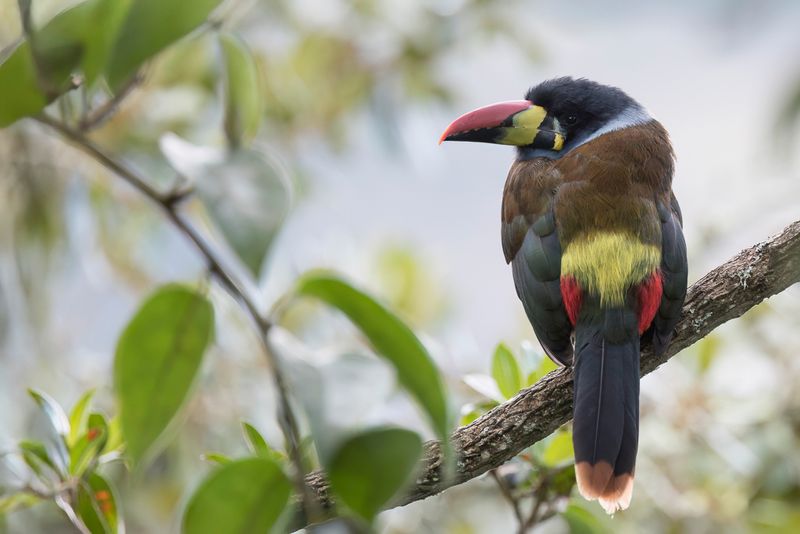 Grey-breasted Mountain Toucan