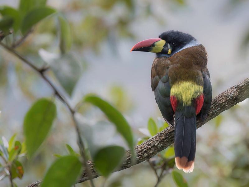Grey-breasted Mountain Toucan