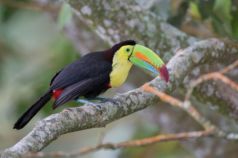 Keel-billed Toucan