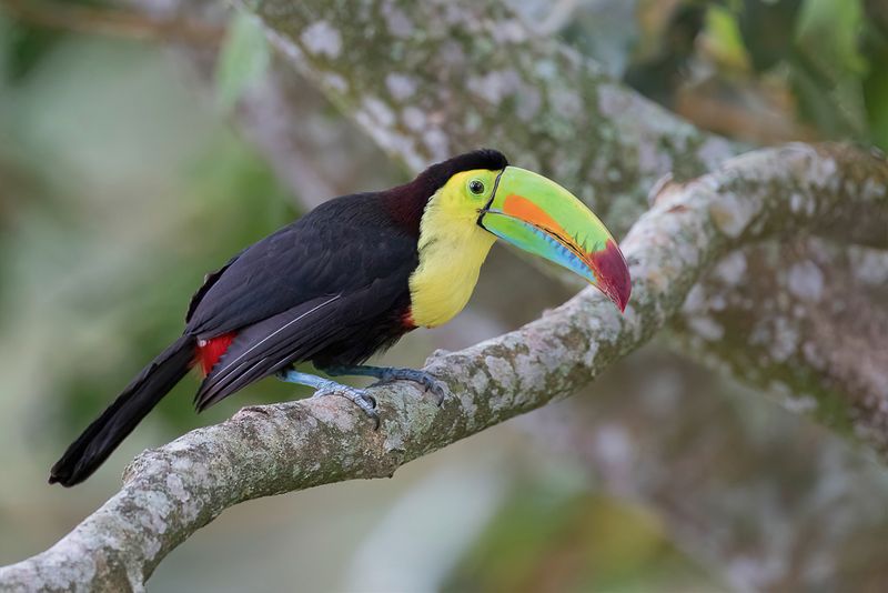 Keel-billed Toucan