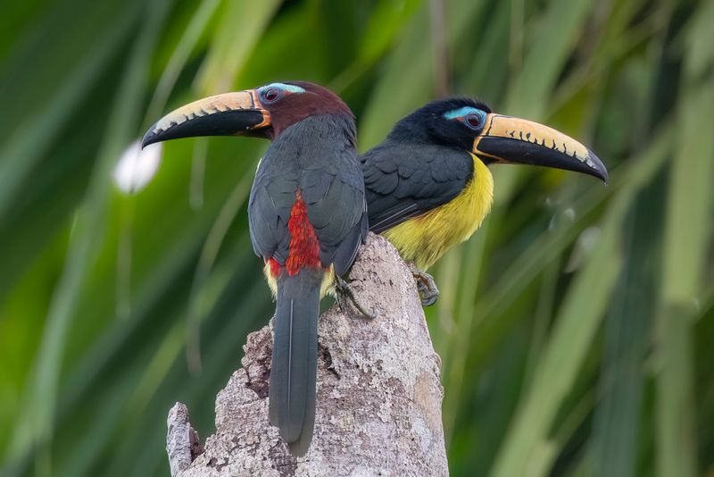 Lettered Aracari (m+f)