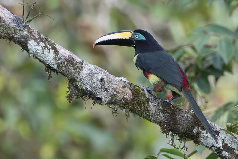 Many-banded Aracari