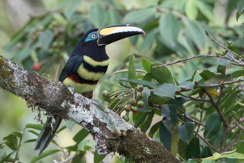 Many-banded Aracari