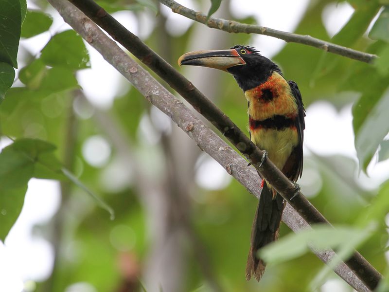 Pale-mandibled Aracari