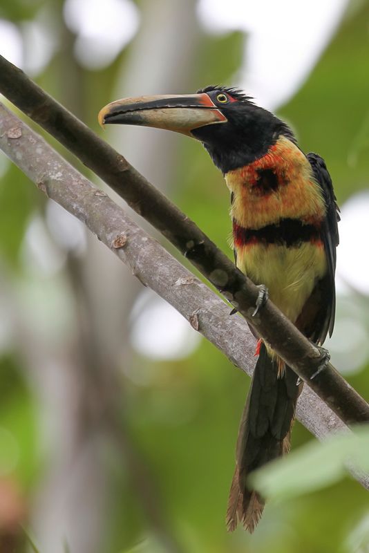 Pale-mandibled Aracari