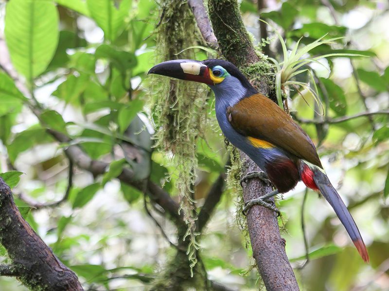 Plate-billed Mountain Toucan