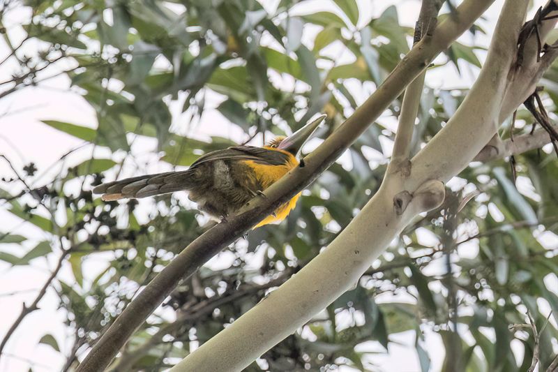 Saffron Toucanet