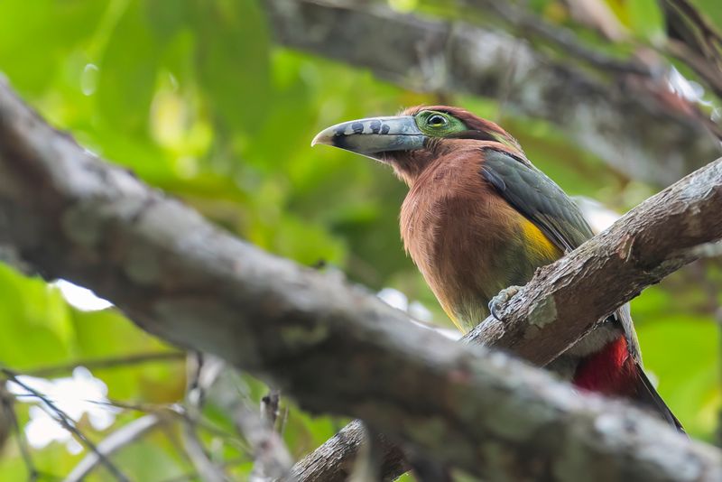 Spot-billed Toucanet (f)