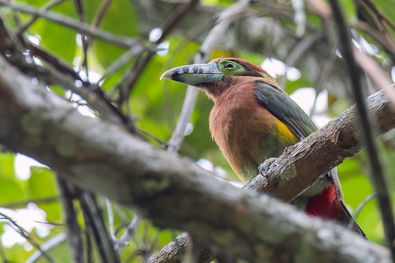Spot-billed Toucanet (f)