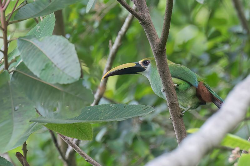 Northern Emerald Toucanet - Smaragdarassari - Toucanet meraude