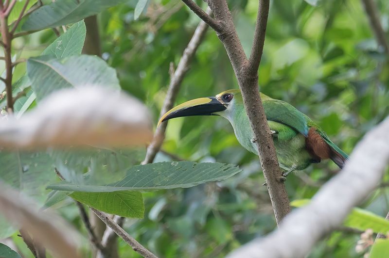 Northern Emerald Toucanet - Smaragdarassari - Toucanet meraude