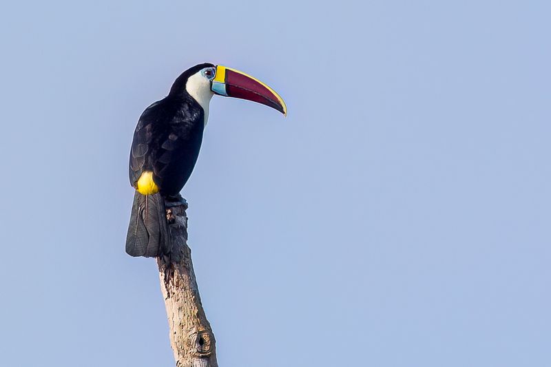 White-throated Toucan