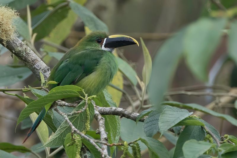 Southern Emerald Toucanet