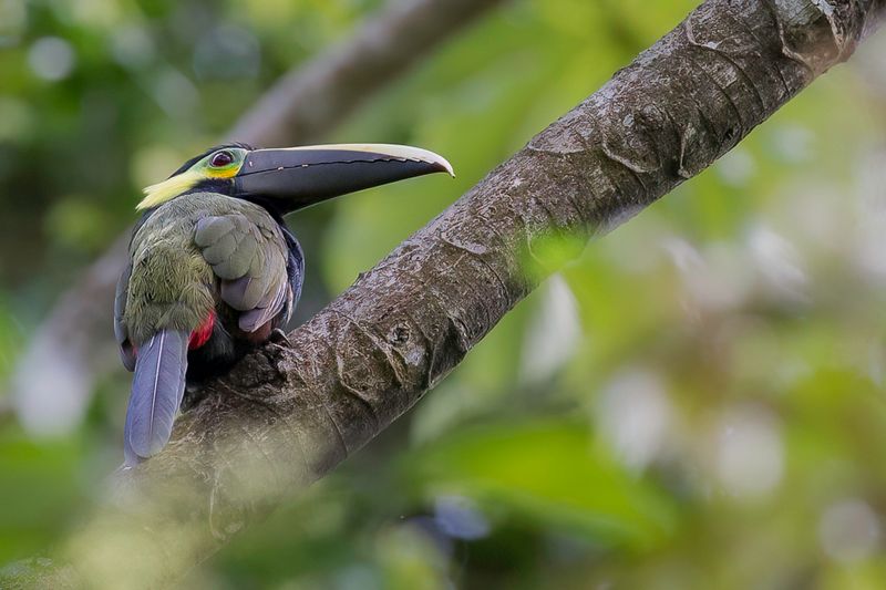 Yellow-eared Toucanet