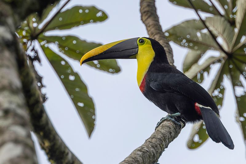 Yellow-throated Toucan
