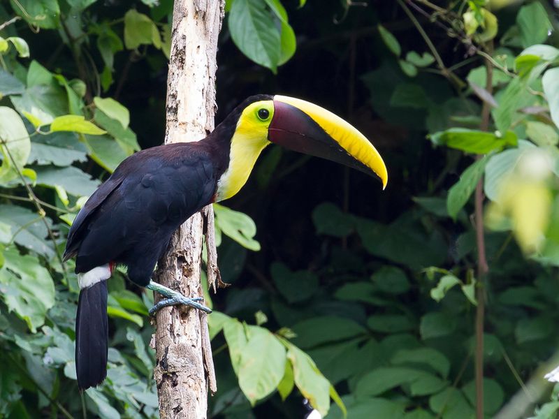 Yellow-throated Toucan