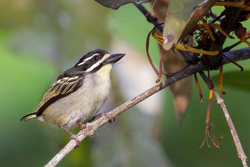 096 Lybiidae - African Barbets