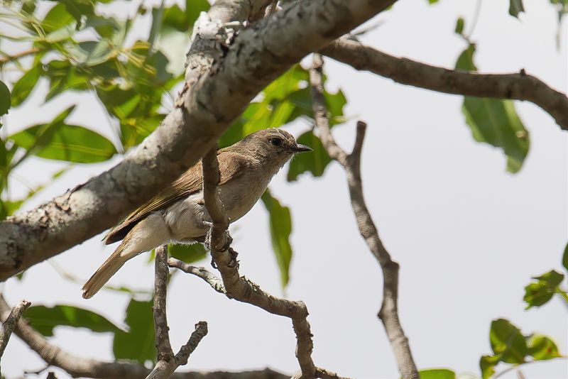 Green-backed Honeybird