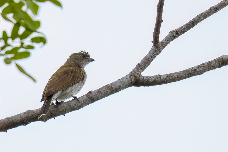Pallid Honeyguide