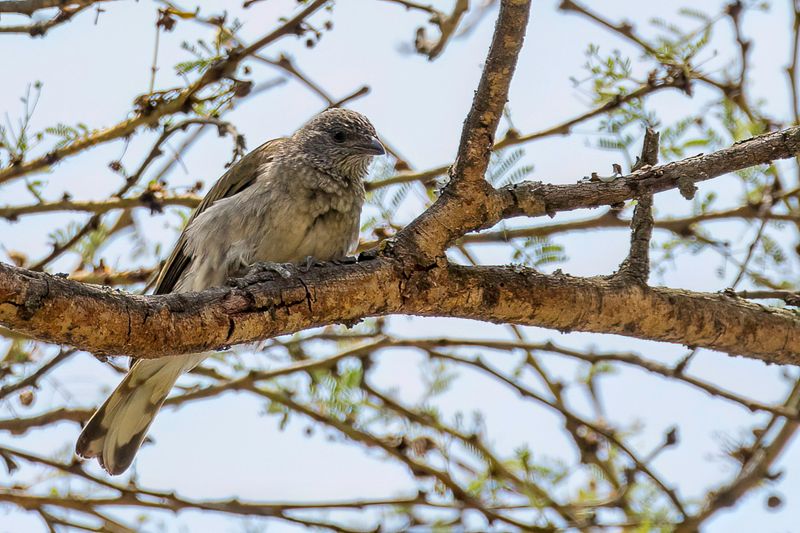 Scaly-throated Honeyguide