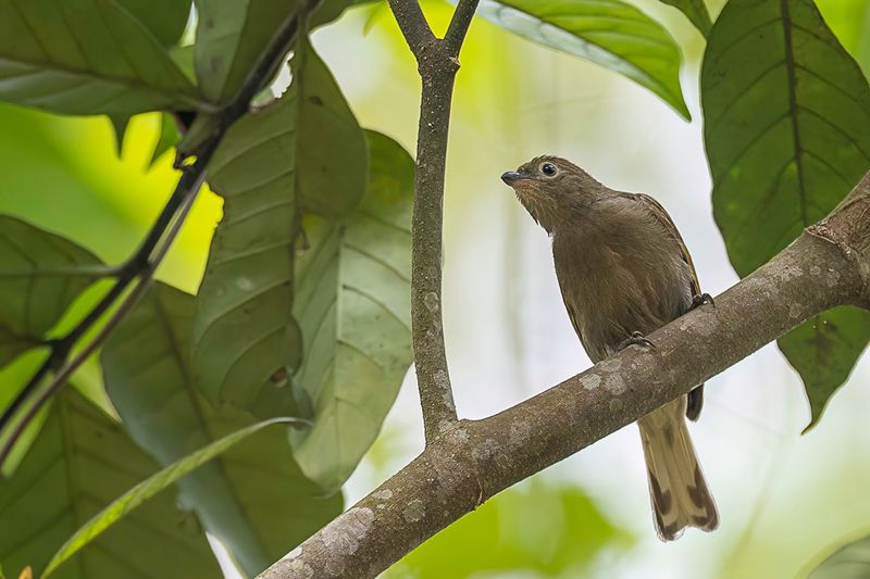 Willcocks's Honeyguide