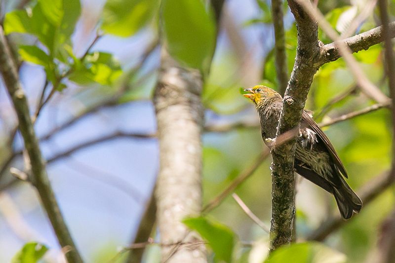 Yellow-rumped Honeyguide